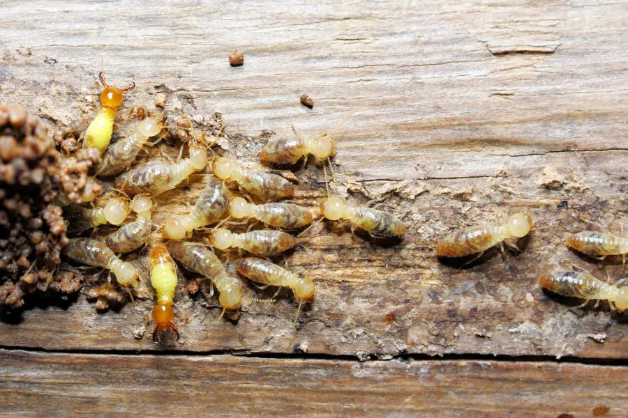 Termite Treatments CE Courses in Nashville TN